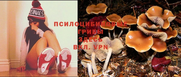 дмт Богданович